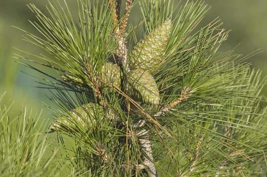 Pine Cone And Branches over the nature background