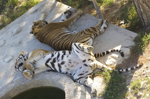 asian tigers lying on rock and sleep