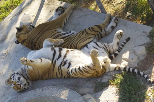 asian tigers lying on rock and sleep