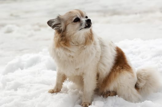 Little dog on a street in winter sitting