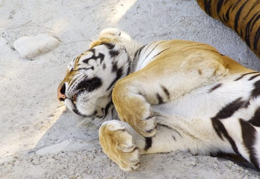 asian tigers lying on rock and sleep