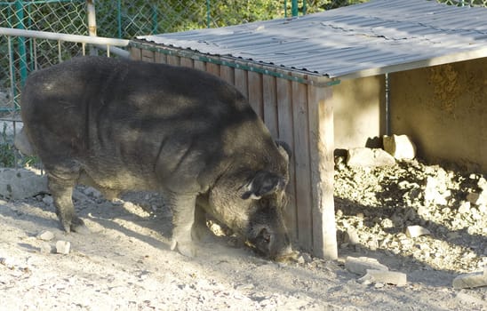 Wild boar in the zoo. Nature background