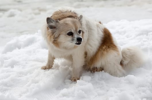 Little dog on a street in winter sitting