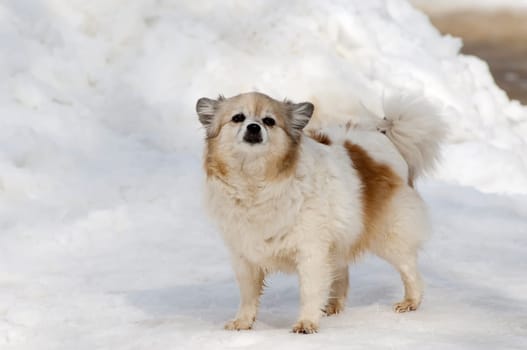 Little dog on a street in winter going pass