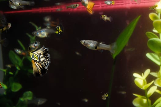 Guppy Multi Colored Fish in a Tropical Acquarium