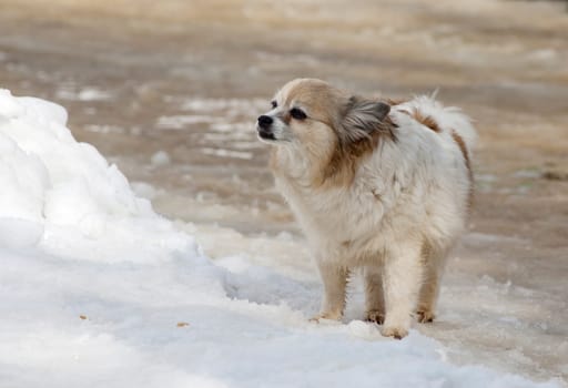 Little dog on a street in winter going pass