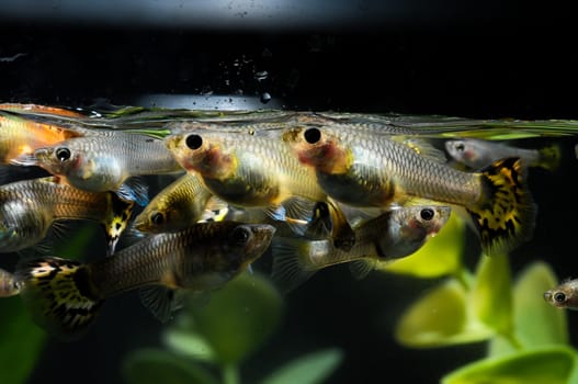 Guppy Multi Colored Fish in a Tropical Acquarium