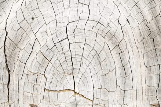 Old Vintage Architecture Wood Pattern Trunk Texture