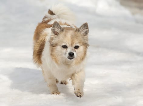 Little dog on a street in winter going pass