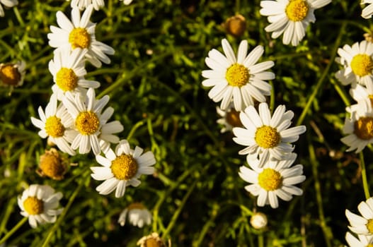Some Fresh Yellow and White Camomilla Daisy Flowers