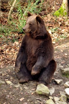Braubnär