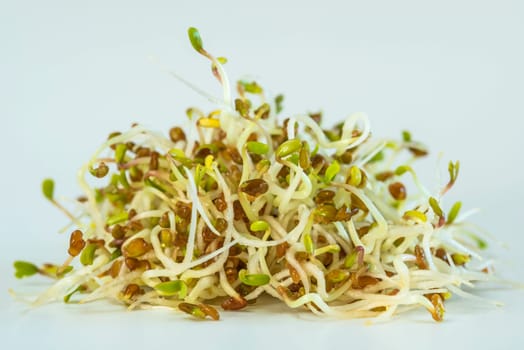 Alfalfa sprouts