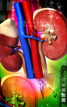 Digital illustration of kidney in colour background