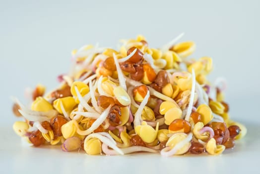 Radish sprouts