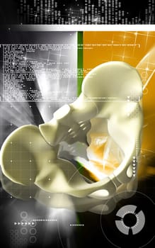 Digital illustration of pelvic girdle in colour background