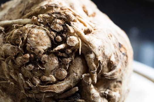 Celeriac, root vegetable recently harvested.