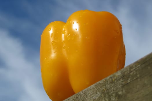 yellow peppers - Capsicum annuum