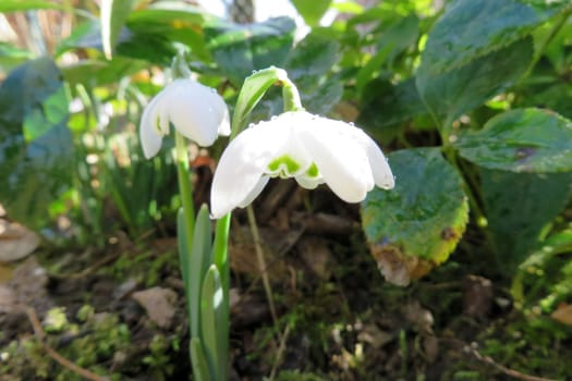 Snowdrop - Galanthus nivalis