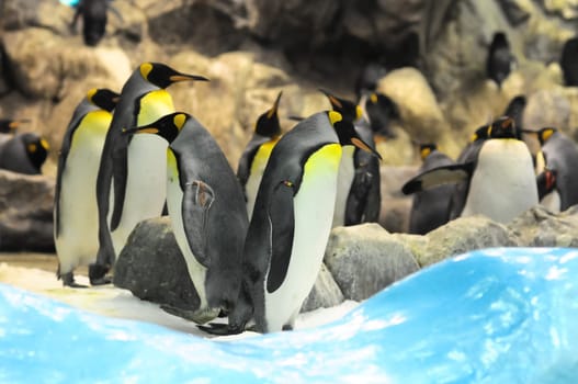 Black and White Colored Penguin in a Cold Place