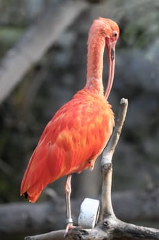 Rare Pink Parrot Bird with very Long Beak