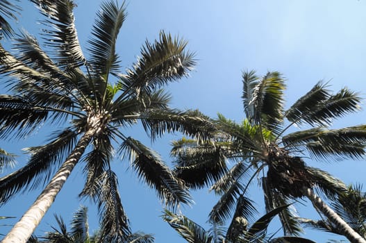 Palm Trees in Tenerife Canary Islands Spain