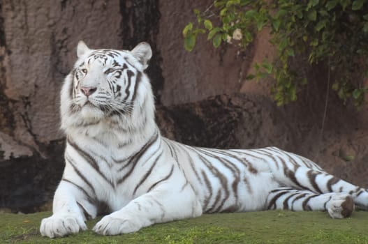 Rare Black and White Striped Adult Tiger