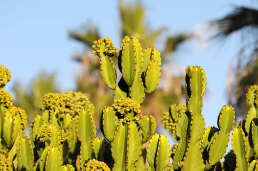 Flowering Cactus Illuminated by the Sunset Colors