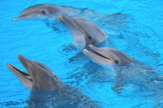 Funny Dolphins Swimming on a very Blue Water