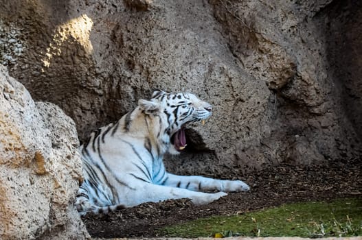 Rare Black and White Striped Adult Tiger