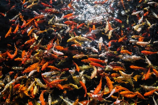 Many Colored Koi Carps in a Dark Pond