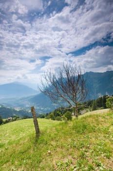 Landscape view from an alpine meadow with shrub and fence post over the Merano valley in summer over cloudy sky  the peaks of the Texel Group in the background