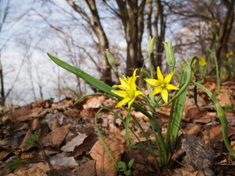 Ground-level detailed view of the forest yellow star (Gagea lutea) on brown leaves