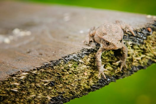 frontal close-up of a common toad at the end of a board