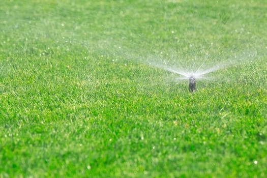 sprinkler watering fresh lawn