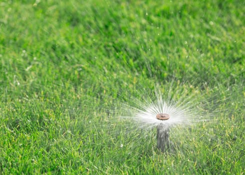 sprinkler watering fresh lawn