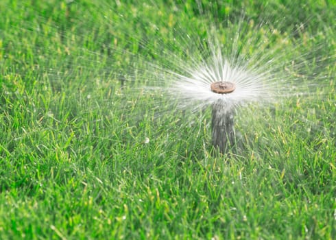 sprinkler watering fresh lawn