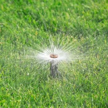 sprinkler watering fresh lawn
