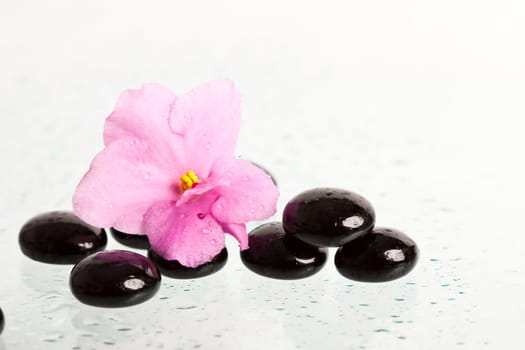 Black spa stones and pink flower on white background