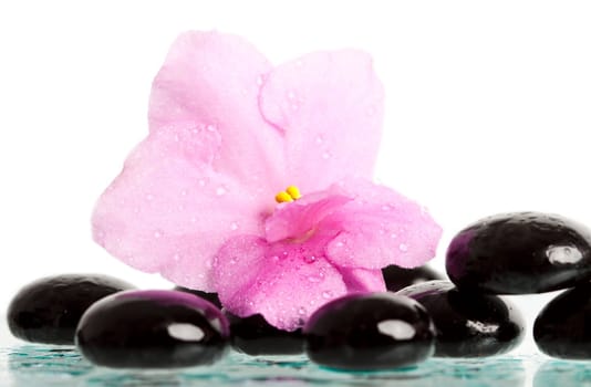 Black spa stones and pink flower on white background