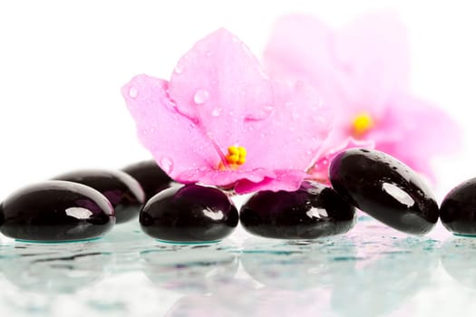 Black spa stones and pink flower on white background