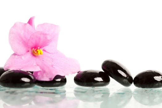 Black spa stones and pink flower on white background