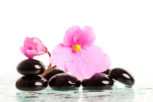 Black spa stones and pink flower on white background