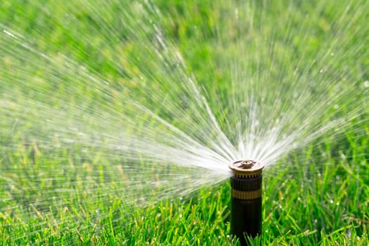 sprinkler watering fresh lawn
