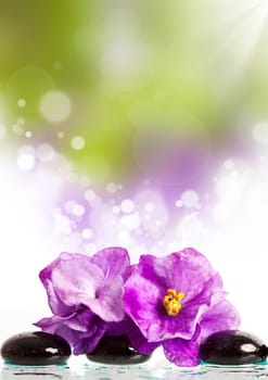 Black spa stones and violet flower on colorful bokeh background