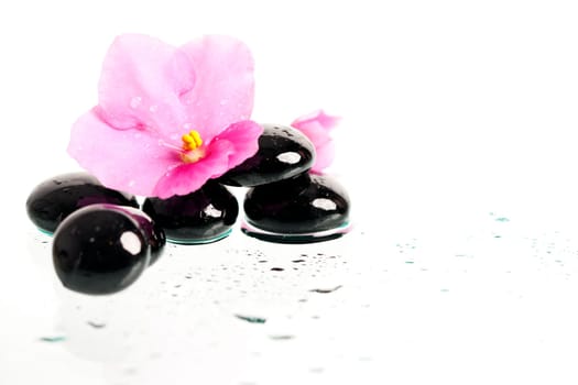 Spa stones and pink flower on colorful spring background