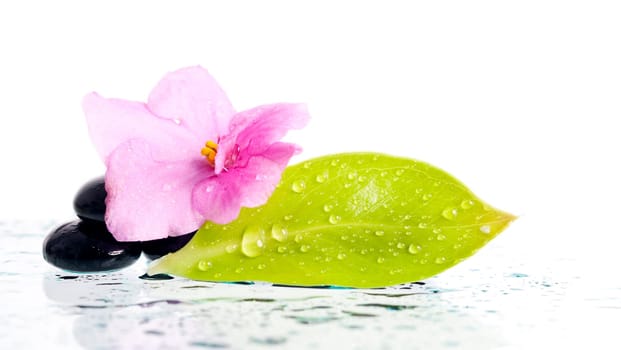 Black spa stones and pink flower on white background