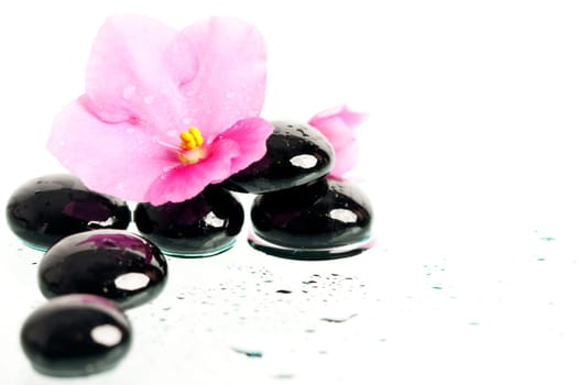 Spa stones and pink flower on colorful spring background