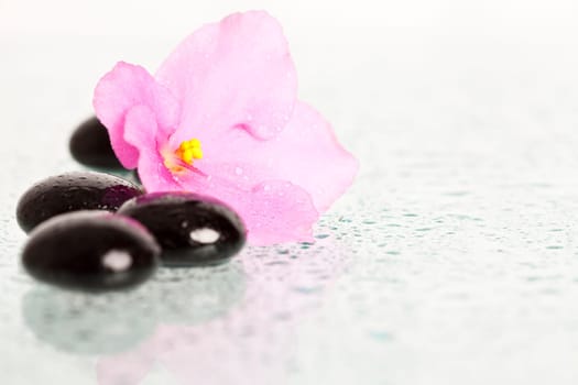 Spa stones and pink flower on colorful spring background