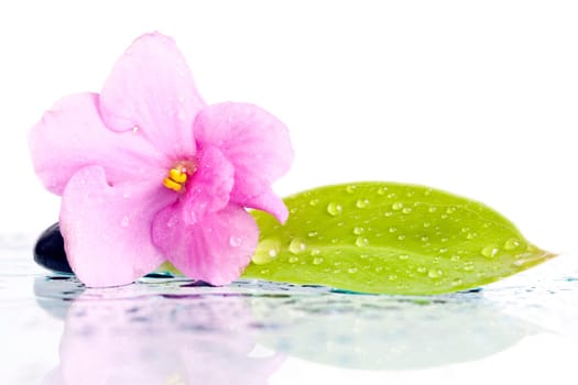 Black spa stones and pink flower on white background