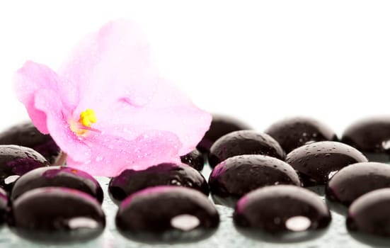 Spa stones and pink flower on colorful spring background